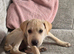 Mazie beautiful Bullador