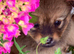 Papillon x Pomeranian Puppies for Sale