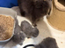 Lovely Persian kittens