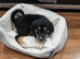Jackie need new home