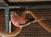 Paired rosa bourkes