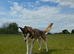 Red pedigree Siberian husky female
