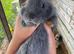 3 mini loo eared boy rabbits avilable