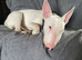Absolutely Gorgeous in every way 11 months old English Bull Terrier with Kennel Club 5 generation certificate, loads of champions, his dad was a champ