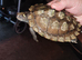 2 female missasippi map turtles and set up