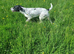 Missing black and white spaniel x lab