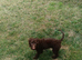 Chocolate Brown Cockapoo Puppy