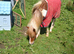 Gorgeous gelding for sale