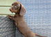 Chocolate &tan female kc reg