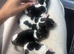 Traditional Jack Russel puppies