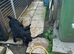 Patterdale pups