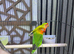 Love Birds