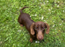 Miniature Dachshund puppies