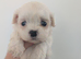 Stunning malshi puppy's