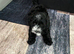 Selling my little princess