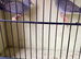 Zebra finches All different colours ready now