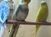 Variety of cockatiels