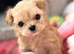 Beautiful xxs Asian Maltipoo