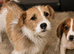 Beautiful Dachshund x Miniature Jack Russell Puppies