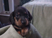 1 brown girl Dachshund Puppy left
