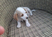 Jackapoo puppies for sale