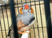 Exhibition Zebra finch cock bird