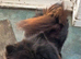 2 adult chows