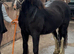 For sale Dior 14.3hh 6yo cob mare