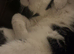 Missing black and white cat (Bambino)