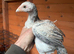 Aseel pullets