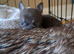 Beautiful chuiuua puppies