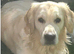 2 Beautiful Golden Retriever Pups for sale