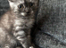 TICA /Scottish fold/BSH kittens