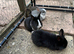 Baby Bunnies!