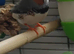 Zebra finches