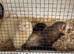 Mollie and Marie..Adorable Friendly Pet  Ferrets