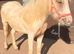 Palomino filly