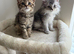 Beautiful kittens Scottish