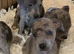 Dna clear Rare blue Merle Staffordshire bull terrier puppies