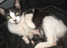 2 male kittens