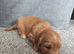 Golden Retriever Puppies (Some Red Fox colour)