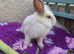 Lion lop. 8 weeks ready now
