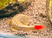 Red tailed hillstream loach £20 each or 2 for £35