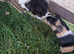 4 Female Guinea Pigs