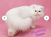 GCCF Registered pure breed kitten