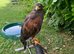 Male Harris Hawk