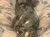 Loving and affectionate Pedigree American Bully