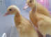 White Campbell (not Khaki ) hatching eggs with more White Runner
