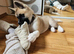 KC Registered American Akita