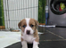 Jack Russell